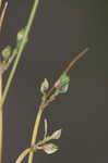 Keeled bulrush